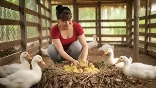 266 Days Building a Giant Duck Nest for Incubation &mdash; 100 Healthy Ducklings Hatch Successfully