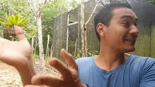 Borneo diary episode 3 | Sun bears | Tree planting | Sungai Wain trekking