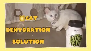 How to keep cat hydrated? solve cat dehydration problem
