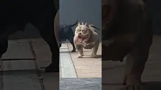 COLOR BOMB BULLIES URSELA, Rockomania grand daughter.