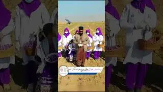 برداشت زعفران، طلای سرخ هرات آغاز شد