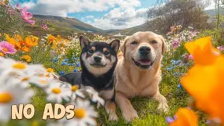 🐶 12 Часов Успокаивающей Музыки для Собак на Пианино от Страха Разлуки