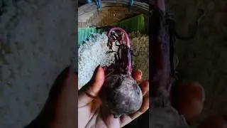 beetroot lgt aji pitha guri khudilu, like comment share n subscribe pls 🙏❤️