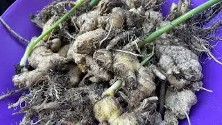 Harvesting sa tanim na Ginger Luya Harvest in a big container