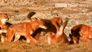 Scorched  Wolf RPG