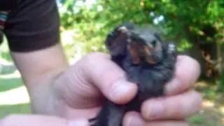Fledgling Grackle (Quiscalus quiscula)