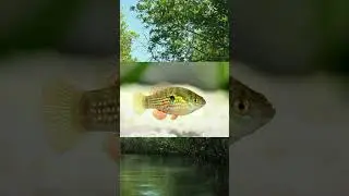 Florida Flagfish are one of the Best Algae Eaters 🐠 #shorts