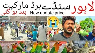 Lahore Sunday birds market band ho Gai 👉😭😭 new update price Shalimar bagh Lahore #lahori #albino