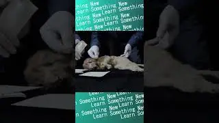 В вечной мерзлоте Сибири найден пещерный львенок возрастом 28 000 лет!