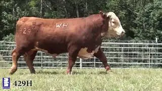 Lot 429H-44107949 - WHR 493E 675F BEEFMAKER 429H