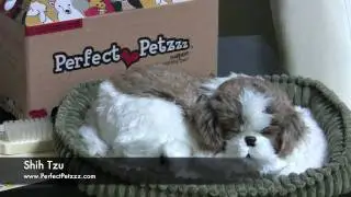 Perfect Petzzz : Shih Tzu