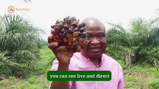Client from France, testimony on Palm Oil investment here in Nigeria that Good For retirement Plan.
