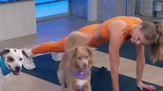 Working out with your furry friend