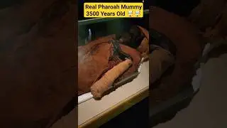 Real Mummy of Pharoah/Firaun/Firon