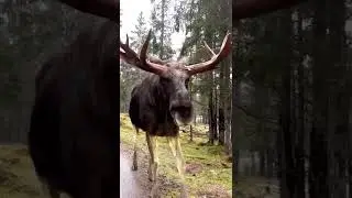Giant moose walks up to a car out in the woods...CrazyCoolVideo