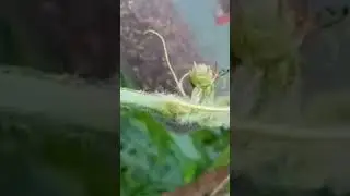 Vegetable Fly Trap