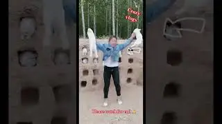 respect cute baby rabbit jumping 😍#animals #shorts #khargosh 🐇