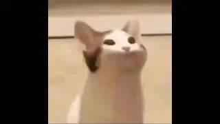 pop cat she was open mouth