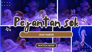 Cara kuda laut betina mengoda pejantan #breeding #seacreatures #seahorse #foryou #reels #fyp #fy