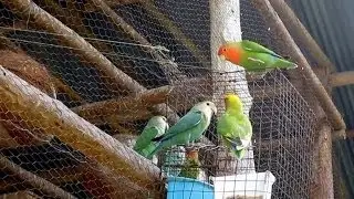 Free flying 200 lovebirds + 2 eclectus roratus in North-Thailand .mov