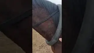 Обучение  лошади