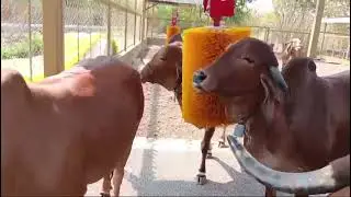 Automatic Cow brush means happy cow,sweet cows delight #animals #cow #trending #food #animallovers