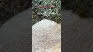 Kid moving inside of goats belly #goat #babyanimal #farmlife #pregnancy #birth #hobbyfarm #animals