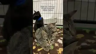 Kitty Carnival