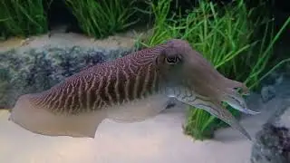 Sea creatures in Lisbon