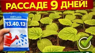 🔥 РАССАДА ОГУРЦА НА 9 ДЕНЬ! 🌿 Подкормка 13.40.13 под корень = УРОЖАЙ! | СЕКРЕТЫ РОСТА