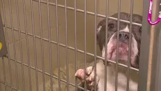Furry friends want a place to call home for the holidays