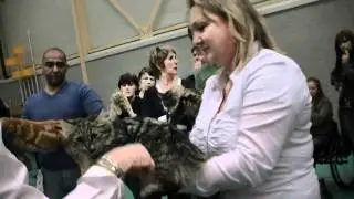 Sibrussia's Princess op kattenshow Felikat 09-01-2011, nominatie