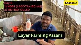 Day - 6 / Layer Farming Assam Season 2 / Lasota & ND + IBD killed Vaccination