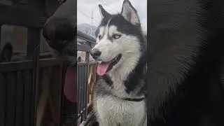 Husky Blue Eyes || Wanderer Moksh