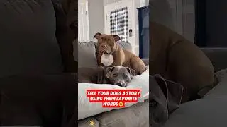 Confused Dog???#dog #funny #comedy #prank #tiktok #funnydog #dogsoftiktok #usa🇺🇸 #foryou #fypシ