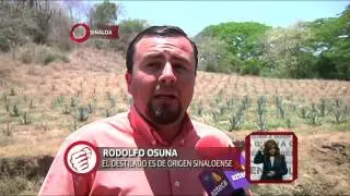 Destilado de agave, Sinaloa