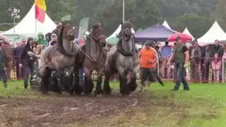 3 Very Strong Draft Horses: pull demonstration