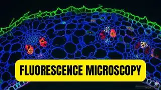 How to Use Fluorescence Microscopy for Cell Imaging