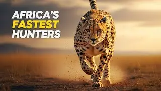 &ldquo;WILD SAVANNAH | The Secret of Africa's Fastest Hunters | Wild Animal Documenta