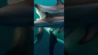 Dolphins Save a Baby Sea Lion from a Shark 🐬🦈
