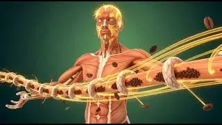 What Coffee Does Inside Your Body | 3D Medical Animation Explained #Coffee#CoffeeEffects
