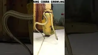 king cobra sound |growling |voice #shorts #youtubeshorts #facts #infosbeast