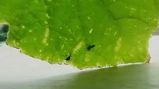 Jumping spider attacking a baby stinkbug.