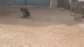 DOGS and goat friendship 