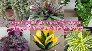 टाइम की कमी है और खाद पानी देने को टाइम नहीं मिलता तो ये पौधे लगाओ टेंशन फ्री रहो ☘️✨🥀💐