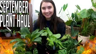 Plant Haul..