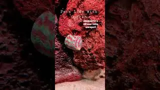 red leg hermit crab available #marinelife #aquarium #reef