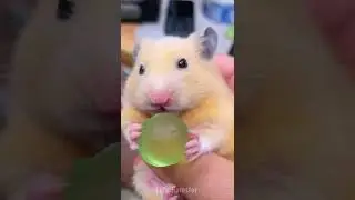 Chewy🐹  #cutehamster #hamster #hamstershorts #shorts #funnypets #hamsters #pets