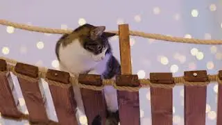 PURRPLE CAT CAFE STV