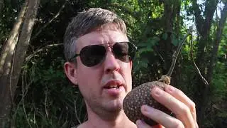 Is This Air Potato Poisonous?